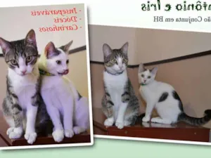 Gato raça SRD idade 2 a 6 meses nome IRIS E ANTONIO