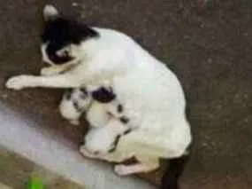 Gato raça Nao sei dizer idade Abaixo de 2 meses nome Sem nome