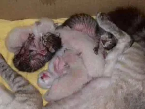 Gato raça CIANÊS idade Abaixo de 2 meses nome sem nome ainda