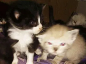 Gato raça Angorá e Siamês idade 2 a 6 meses nome Sem nome