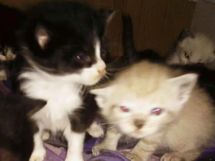 Gato ra a Angorá e Siamês idade 2 a 6 meses nome Sem nome