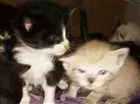 Gato raça Angorá e Siamês idade 2 a 6 meses nome Sem nome