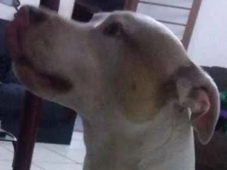 Cachorro ra a Pit-Bull idade 2 anos nome Sansão