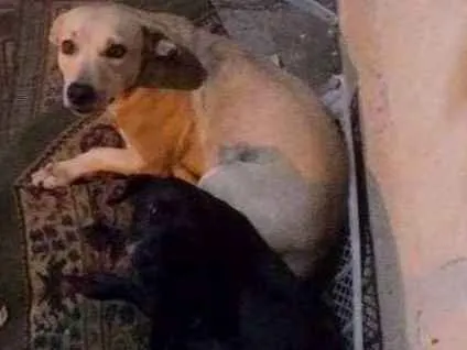Cachorro ra a Mistura com vira-lata e salsicha idade 2 anos nome Totó e belinha