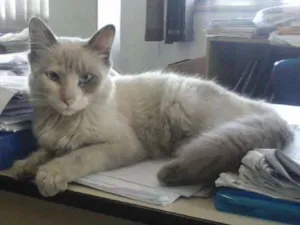Gato raça  idade  nome MENINA