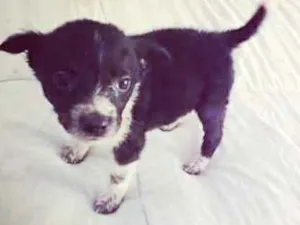 Cachorro raça Srd idade Abaixo de 2 meses nome Manchinha