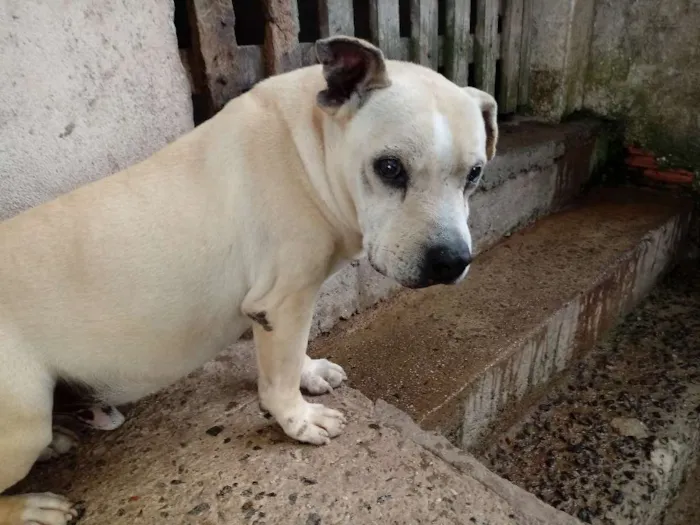 Cachorro ra a Pitbull idade 6 ou mais anos nome Billy