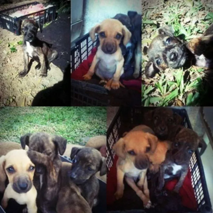Cachorro ra a SRD idade 2 a 6 meses nome Varios
