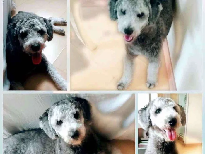 Cachorro ra a Puddle idade 2 anos nome Thor