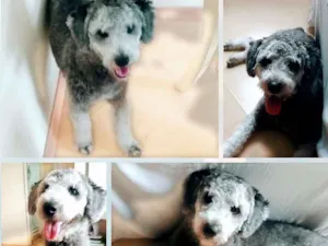 Cachorro raça Puddle idade 2 anos nome Thor
