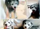 Cachorro raça Puddle idade 2 anos nome Thor
