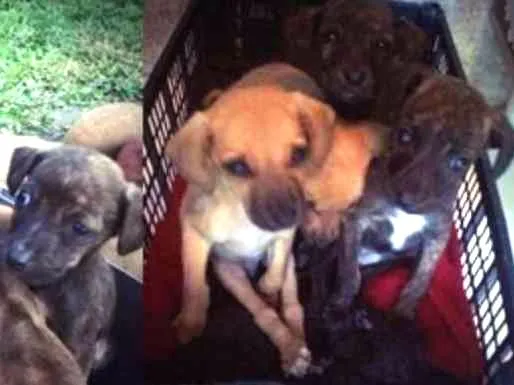 Cachorro ra a SRD idade 2 a 6 meses nome Varios