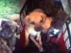 Cachorro raça SRD idade 2 a 6 meses nome Varios