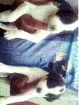 Nenhum
