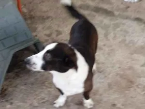 Cachorro raça Vira lata idade 6 ou mais anos nome Hachi