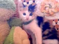 Kit ket