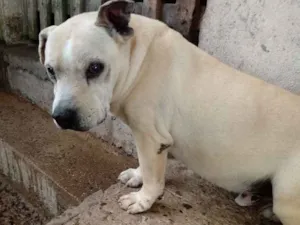 Cachorro raça Pitbull idade 6 ou mais anos nome Billy