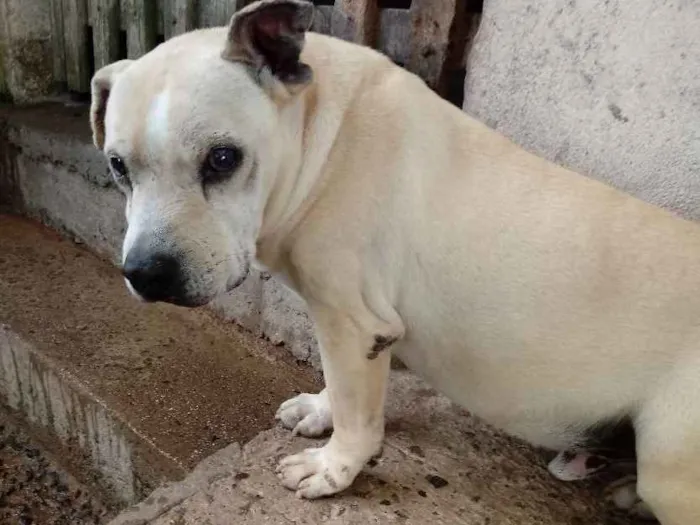 Cachorro ra a Pitbull idade 6 ou mais anos nome Billy