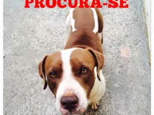 Cachorro raça Pit bull idade 6 ou mais anos nome Aquiles