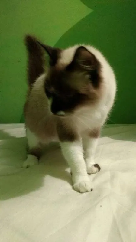 Gato raça Vira-lata idade 2 anos nome Simon