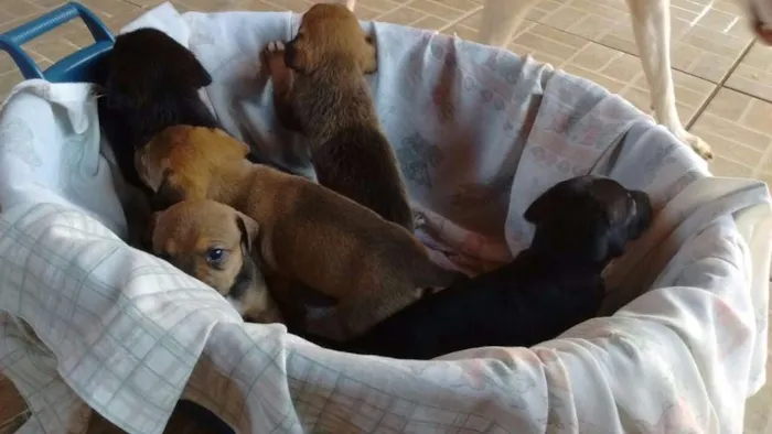 Cachorro ra a Sem idade Abaixo de 2 meses nome Vários 