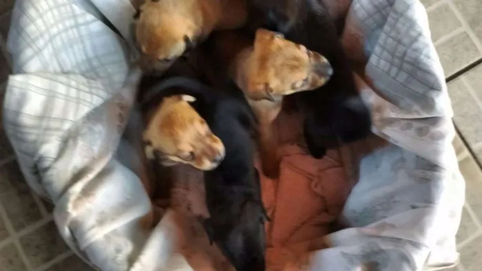 Cachorro ra a Sem idade Abaixo de 2 meses nome Vários 