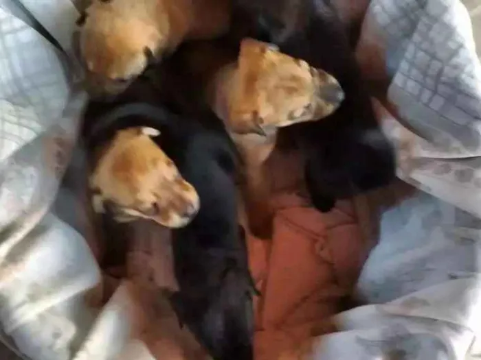 Cachorro ra a Sem idade Abaixo de 2 meses nome Vários 