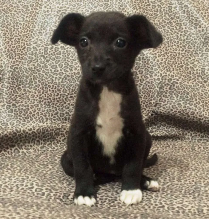 Cachorro ra a SRD idade 2 a 6 meses nome Onix