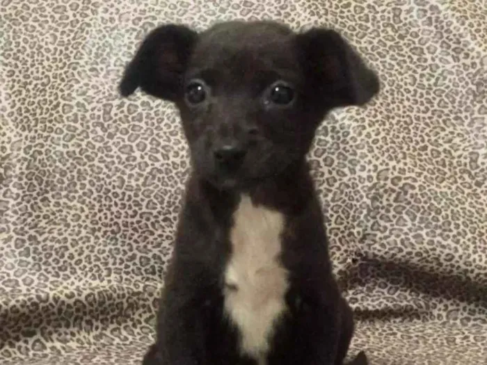Cachorro ra a SRD idade 2 a 6 meses nome Onix