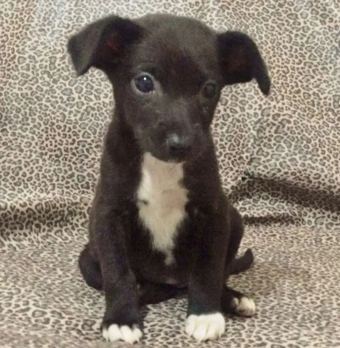 Cachorro ra a SRD idade 2 a 6 meses nome Onix