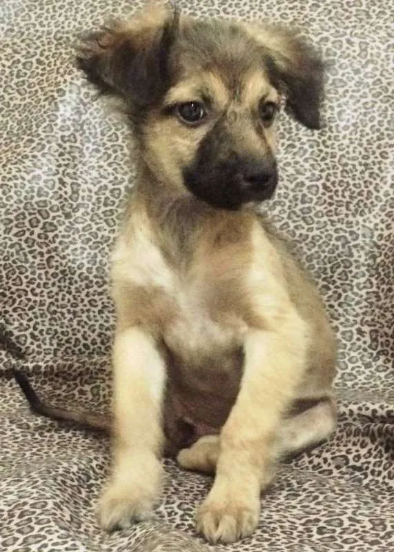 Cachorro ra a SRD idade 2 a 6 meses nome JADE