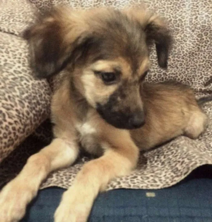 Cachorro ra a SRD idade 2 a 6 meses nome JADE