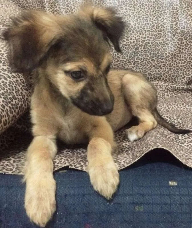 Cachorro ra a SRD idade 2 a 6 meses nome JADE