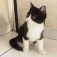 FILÓ