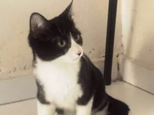 Gato raça SRD idade 2 a 6 meses nome FILÓ