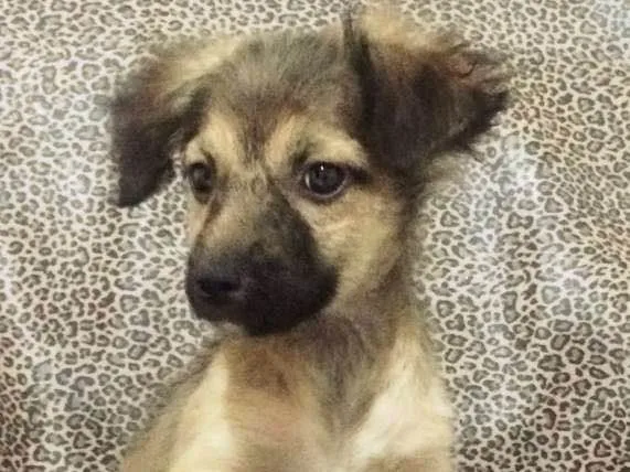 Cachorro ra a SRD idade 2 a 6 meses nome JADE