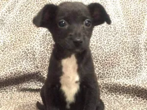 Cachorro raça SRD idade 2 a 6 meses nome Onix