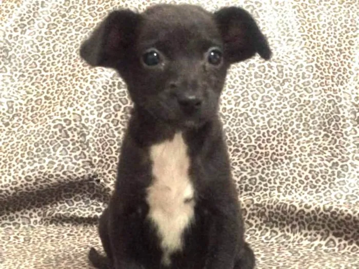Cachorro ra a SRD idade 2 a 6 meses nome Onix