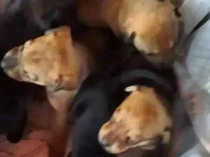 Cachorro raça Sem idade Abaixo de 2 meses nome Vários 