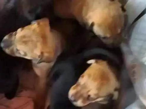 Cachorro ra a Sem idade Abaixo de 2 meses nome Vários 