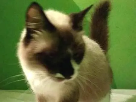 Gato raça Vira-lata idade 2 anos nome Simon