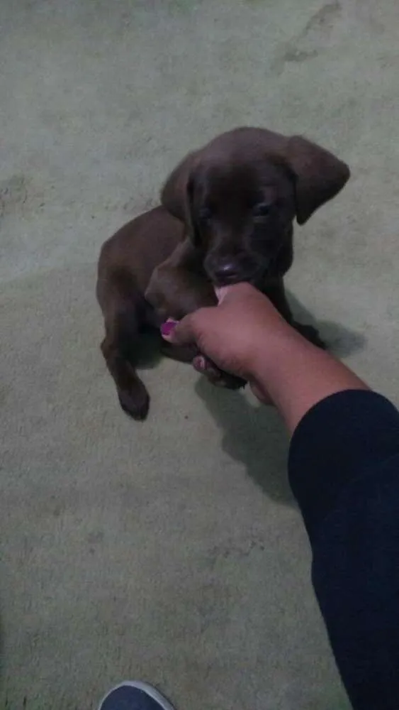 Cachorro ra a Labrador idade 2 a 6 meses nome Thor