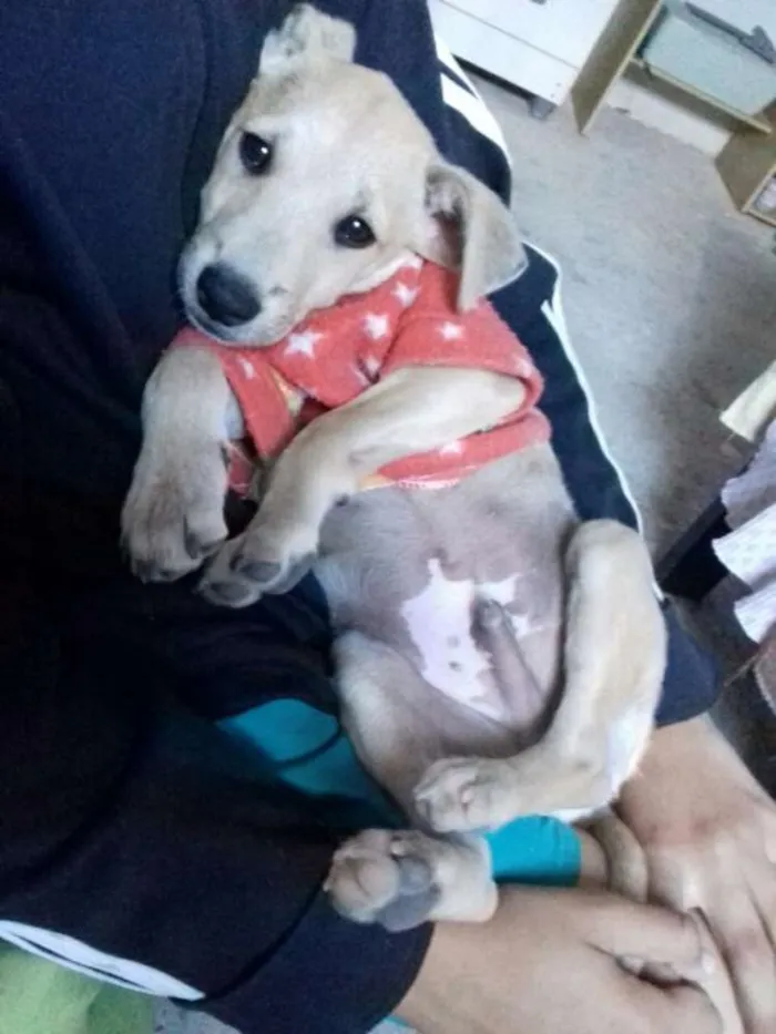 Cachorro ra a Vira-lata idade 2 a 6 meses nome Max