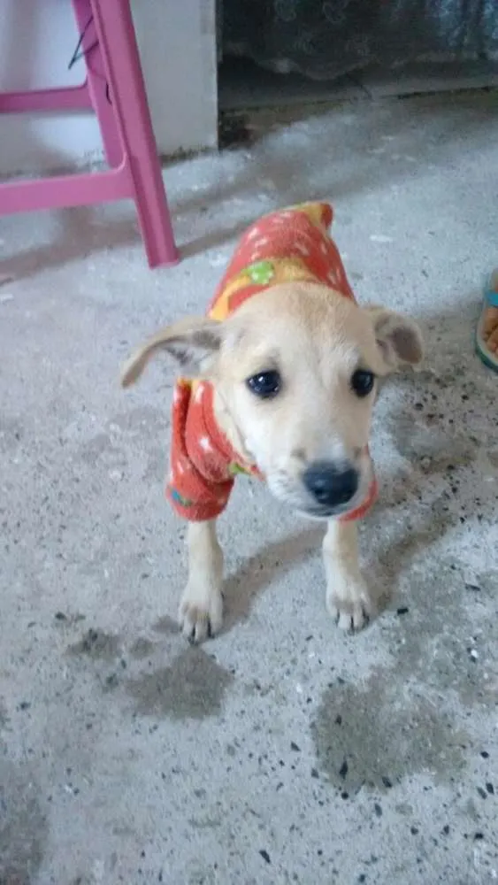Cachorro ra a Vira-lata idade 2 a 6 meses nome Max