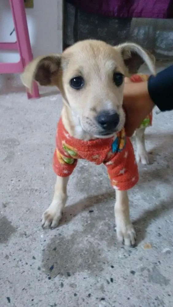 Cachorro ra a Vira-lata idade 2 a 6 meses nome Max