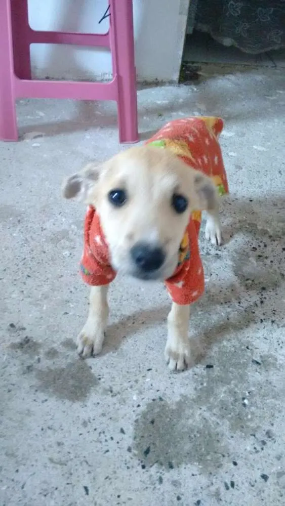 Cachorro ra a Vira-lata idade 2 a 6 meses nome Max