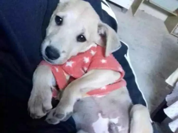 Cachorro ra a Vira-lata idade 2 a 6 meses nome Max
