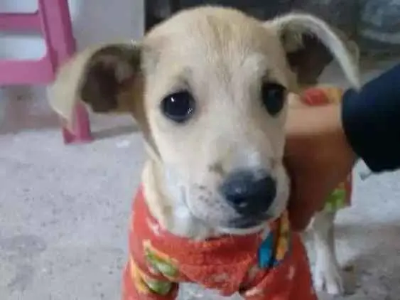 Cachorro ra a Vira-lata idade 2 a 6 meses nome Max