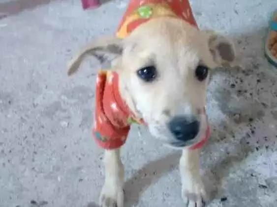 Cachorro ra a Vira-lata idade 2 a 6 meses nome Max