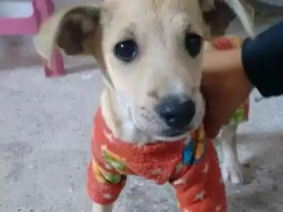 Cachorro ra a Vira-lata idade 2 a 6 meses nome Max